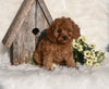 Cavapoo For Sale Millersburg OH Male-Rocky