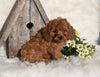 Cavapoo For Sale Millersburg OH Male-Rocky