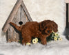 Cavapoo For Sale Millersburg OH Female-Sky