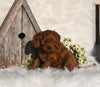 Cavapoo For Sale Millersburg OH Female-Sky