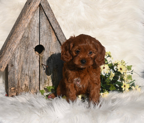 Cavapoo For Sale Millersburg OH Female-Sky