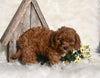 Cavapoo For Sale Millersburg OH Female-Zuma