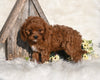 Cavapoo For Sale Millersburg OH Female-Zuma
