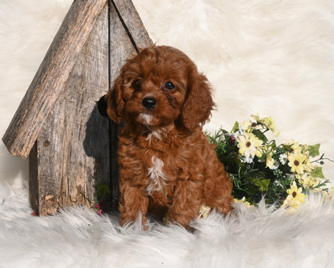Cavapoo For Sale Millersburg OH Female-Zuma