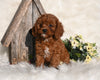 Cavapoo For Sale Millersburg OH Female-Zuma