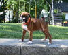 AKC Registered Boxer For Sale Fredericksburg OH Male-Lewie