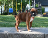 AKC Registered Boxer For Sale Fredericksburg OH Male-Lewie
