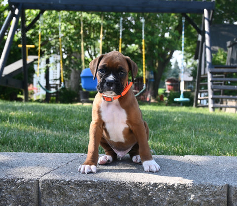 AKC Registered Boxer For Sale Fredericksburg OH Male-Lewie