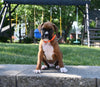 AKC Registered Boxer For Sale Fredericksburg OH Male-Lewie