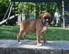AKC Registered Boxer For Sale Fredericksburg OH Female-Lacey