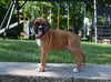 AKC Registered Boxer For Sale Fredericksburg OH Female-Lacey