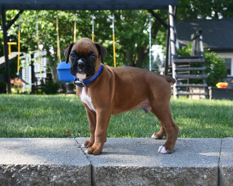 AKC Registered Boxer For Sale Fredericksburg OH Male-Lincoln