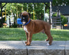 AKC Registered Boxer For Sale Fredericksburg OH Male-Lincoln