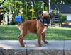 AKC Registered Boxer For Sale Fredericksburg OH Male-Lincoln