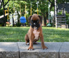 AKC Registered Boxer For Sale Fredericksburg OH Male-Lincoln