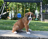 AKC Registered Boxer For Sale Fredericksburg OH Female-Leila