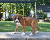 AKC Registered Boxer For Sale Fredericksburg OH Female-Leila