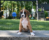 AKC Registered Boxer For Sale Fredericksburg OH Female-Leila