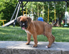 AKC Registered Boxer For Sale Fredericksburg OH Male-Leo
