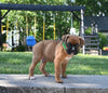 AKC Registered Boxer For Sale Fredericksburg OH Male-Leo