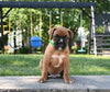 AKC Registered Boxer For Sale Fredericksburg OH Male-Leo