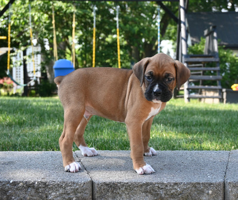AKC Registered Boxer For Sale Fredericksburg OH Male-Linus
