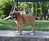 AKC Registered Boxer For Sale Fredericksburg OH Male-Linus
