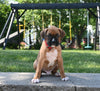 AKC Registered Boxer For Sale Fredericksburg OH Male-Linus