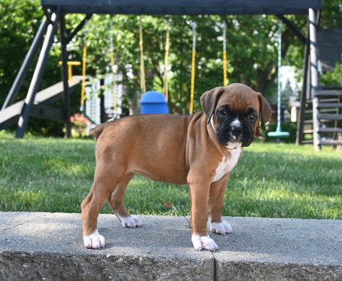 AKC Registered Boxer For Sale Fredericksburg OH Female-Lily