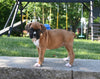AKC Registered Boxer For Sale Fredericksburg OH Female-Lily