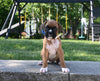 AKC Registered Boxer For Sale Fredericksburg OH Female-Lily