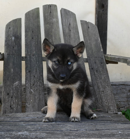 German/ Husky For Sale Perrysville OH Female-Zoey