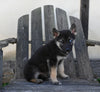German/ Husky For Sale Perrysville OH Female-Zoey