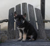 German/ Husky For Sale Perrysville OH Female-Zoey