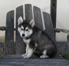 German/ Husky For Sale Perrysville OH Female-Bailey
