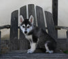 German/ Husky For Sale Perrysville OH Female-Lily