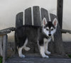 German/ Husky For Sale Perrysville OH Female-Lily