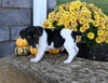 Jack Russell Terrier For Sale Millersburg OH Male-Rover