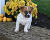 Jack Russell Terrier For Sale Millersburg OH Female-Roxanne