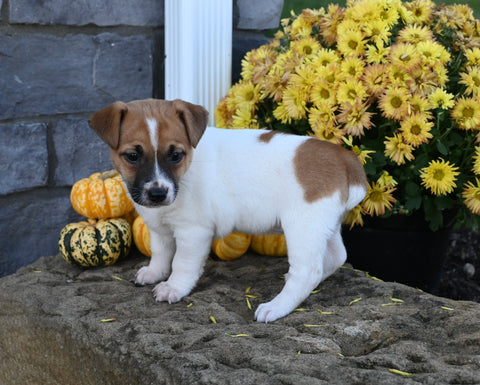Jack Russell Terrier For Sale Millersburg OH Female-Roxanne
