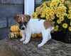 Jack Russell Terrier For Sale Millersburg OH Female-Roxanne