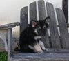 German/ Husky For Sale Perrysville OH Male-Duke