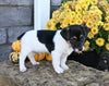 Jack Russell Terrier For Sale Millersburg OH Male-Rover