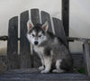 German/ Husky For Sale Perrysville OH Male-Max