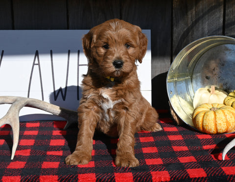 F1B Mini Goldendoodle For Sale Millersburg OH Male-Simba