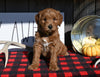 F1B Mini Goldendoodle For Sale Millersburg OH Male-Simba
