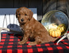 F1B Mini Goldendoodle For Sale Millersburg OH Male-Simba