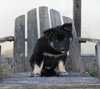 German/ Husky For Sale Perrysville OH Male-Ace