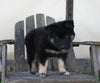 German/ Husky For Sale Perrysville OH Male-Ace
