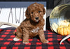 F1B Mini Goldendoodle For Sale Millersburg OH Male-Argo